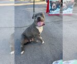 Small Photo #2 American Staffordshire Terrier-Unknown Mix Puppy For Sale in Lake Forest, CA, USA