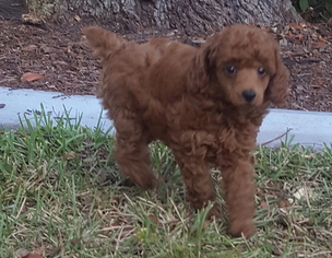 Poodle (Miniature) Puppy for sale in SPRING HILL, FL, USA