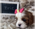 Small #1 Cavalier King Charles Spaniel