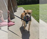 Small #7 Labrador Retriever Mix