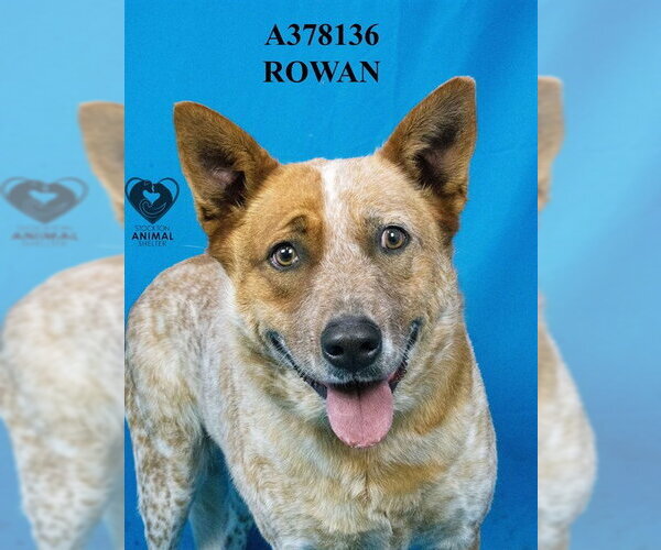 Medium Photo #1 Texas Heeler Puppy For Sale in Stockton, CA, USA