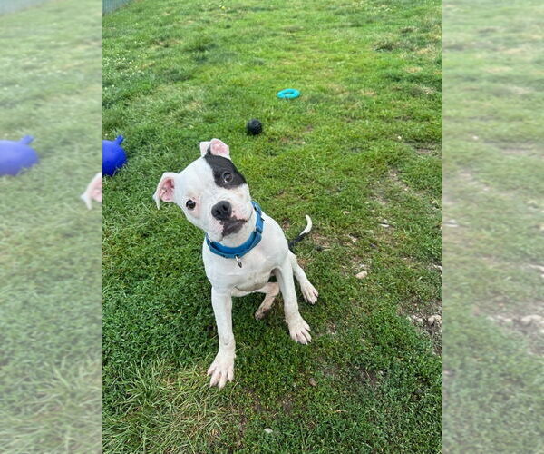 Medium Photo #2 Boxer-Unknown Mix Puppy For Sale in South Bend, IN, USA