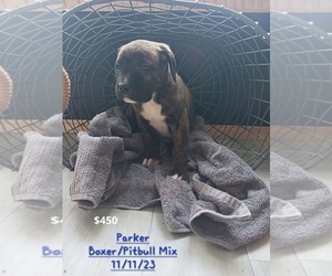 Bullboxer Pit Puppy for Sale in TOPEKA, Indiana USA