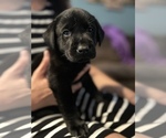 Small #1 Labrador Retriever