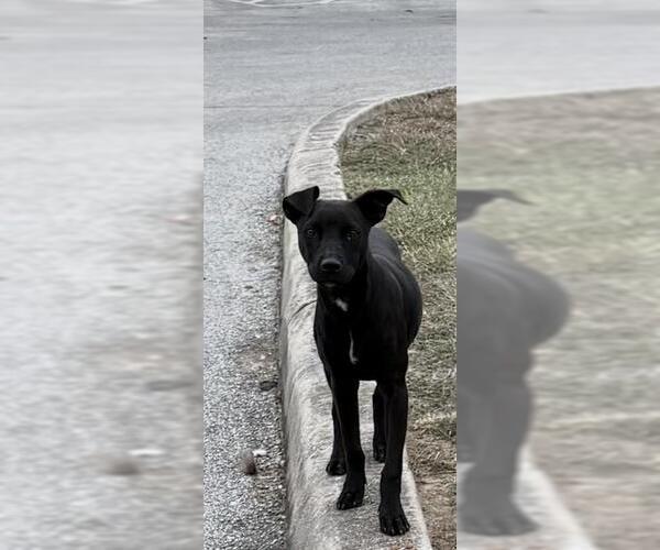 Medium Photo #1 American Staffordshire Terrier-Unknown Mix Puppy For Sale in San Antonio, TX, USA