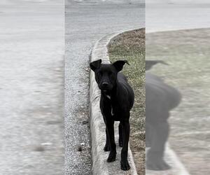 American Staffordshire Terrier-Unknown Mix Dogs for adoption in San Antonio, TX, USA