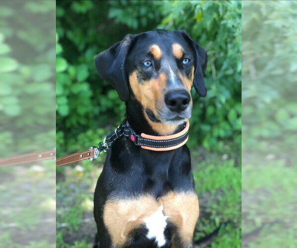 Medium Photo #4 Coonhound-Doberman Pinscher Mix Puppy For Sale in East Derry, NH, USA