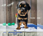 Puppy Thor Rottweiler