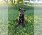 Small Photo #1 English Shepherd-Labrador Retriever Mix Puppy For Sale in HILLSBORO, WI, USA