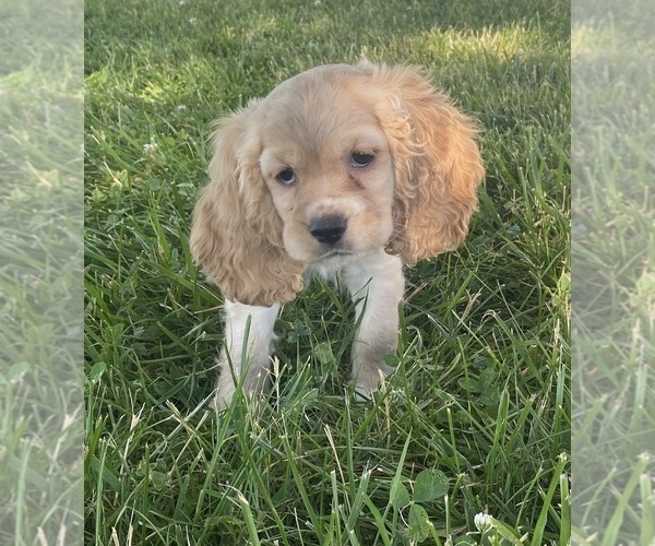 Medium Photo #5 Cocker Spaniel Puppy For Sale in CANOGA, NY, USA