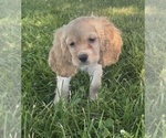 Small #4 Cocker Spaniel