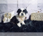Puppy Calinda Dogo Argentino