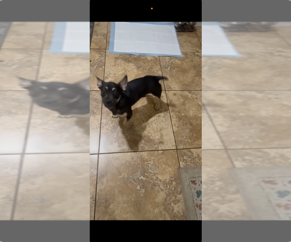 Medium Photo #3 French Bullhuahua Puppy For Sale in Dana Point, CA, USA