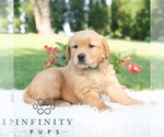 Small #2 Golden Retriever