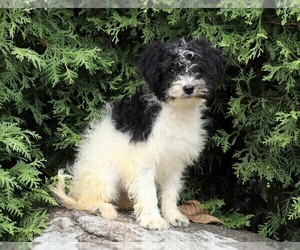 Poodle (Miniature)-Portuguese Water Dog Mix Puppy for sale in FREDERICKSBG, OH, USA