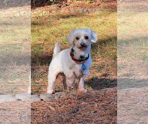 Medium Photo #7 Maltese Puppy For Sale in Arlington, VA, USA