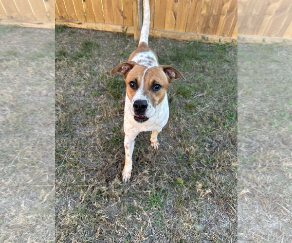 Medium Photo #3 Mutt Puppy For Sale in Jackson, MS, USA