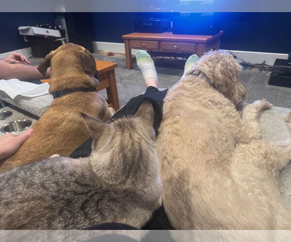 Medium Photo #8 Black Mouth Cur-Unknown Mix Puppy For Sale in The Woodlands, TX, USA