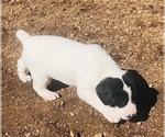 Small Photo #12 German Shorthaired Pointer Puppy For Sale in FLORISSANT, CO, USA