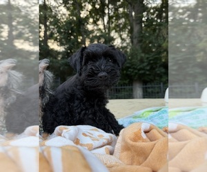 Schnauzer (Miniature) Puppy for sale in MONTGOMERY, TX, USA