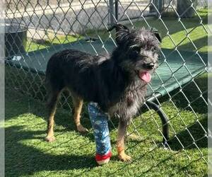 Sabbath Oct 26 in foster care in Lexington SC - Male Mutt Dog for Adoption - Photo #5
