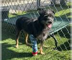Small Photo #5 Mutt Puppy For Sale in Pacolet, SC, USA
