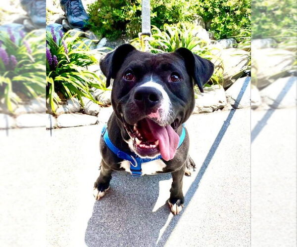 Medium Photo #11 American Pit Bull Terrier-Labrador Retriever Mix Puppy For Sale in Fairfax, VA, USA