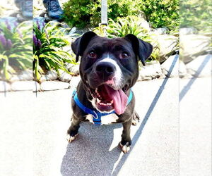 Cindy Lu *Adopt or Foster* - Female Labrador Retriever-Unknown Mix Dog for Adoption - Photo #11