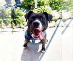 Small #10 American Pit Bull Terrier-Labrador Retriever Mix