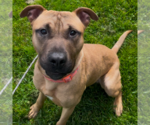 Small Black Mouth Cur Mix