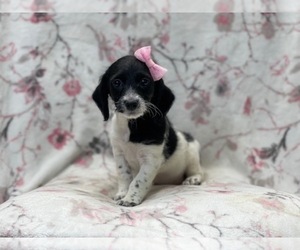 Poogle Puppy for sale in LAKELAND, FL, USA