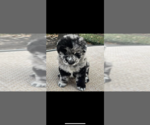 Chow Chow Puppy for sale in HOUSTON, TX, USA