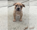 Small Photo #4 American Bully Puppy For Sale in ELLENWOOD, GA, USA