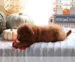 Small Photo #8 Goldendoodle (Miniature) Puppy For Sale in FAIR GROVE, MO, USA