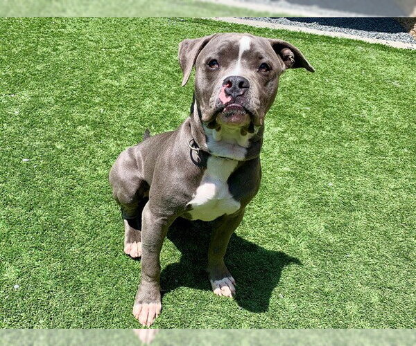 Medium Photo #1 Mutt Puppy For Sale in Moreno Valley, CA, USA