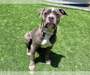 Mutt Dogs for adoption in Moreno Valley, CA, USA