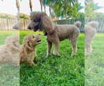 Small Photo #6 Poodle (Standard) Puppy For Sale in HOMESTEAD, FL, USA