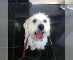 Small #3 Maltese Mix