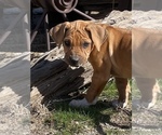 Small Photo #41 Rhodesian Ridgeback Puppy For Sale in MORONGO VALLEY, CA, USA