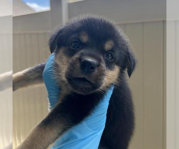Medium Photo #1 Rottweiler-Unknown Mix Puppy For Sale in San Antonio, TX, USA