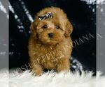 Small #2 Goldendoodle (Miniature)