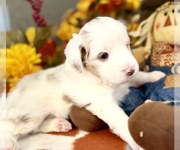 Medium Photo #3 Miniature Australian Shepherd Puppy For Sale in ANTHONY, FL, USA
