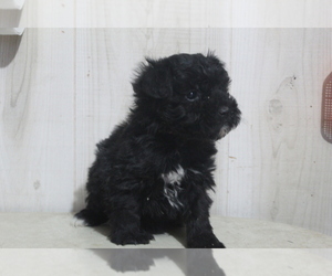 Aussiedoodle-Poodle (Toy) Mix Puppy for sale in EVART, MI, USA