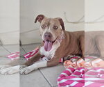 COURTESY POST: Luna - Female American Staffordshire Terrier-Unknown Mix Dog for Adoption - Small photo