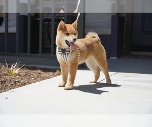 Shiba Inu Puppy for sale in BROOKLYN, NY, USA