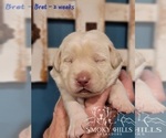 Small Photo #56 Labrador Retriever Puppy For Sale in POCAHONTAS, IL, USA