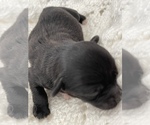 Small Photo #7 ShihPoo Puppy For Sale in CLARE, MI, USA