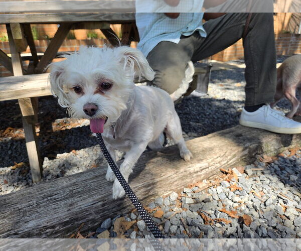 Medium Photo #3 Maltese-Unknown Mix Puppy For Sale in Albemarle, NC, USA