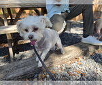 Small #2 Maltese Mix