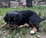 Small Photo #7 Great Bernese Puppy For Sale in IOLA, WI, USA